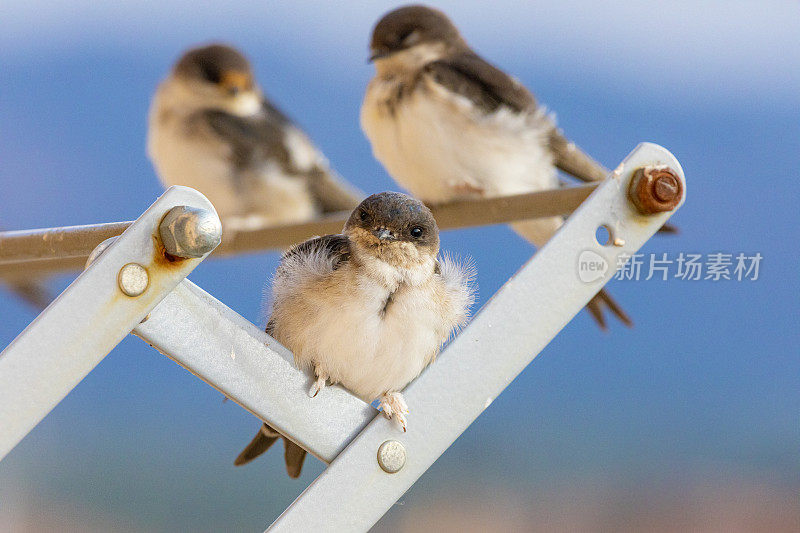 谷仓燕子(Hirundo rustica)在我的窗口靠近。躺在我的衣架上